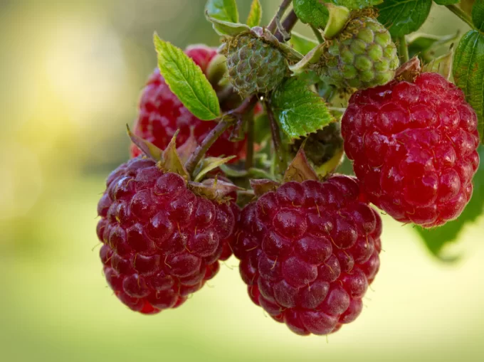 малина растет